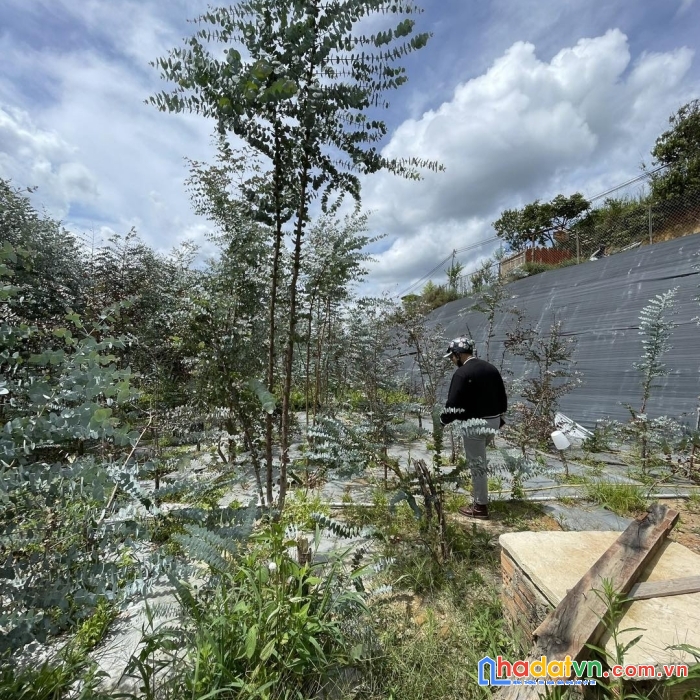 Bán đất làm farm tại đa quý xuân thọ đà lạt 5,5 tỷ