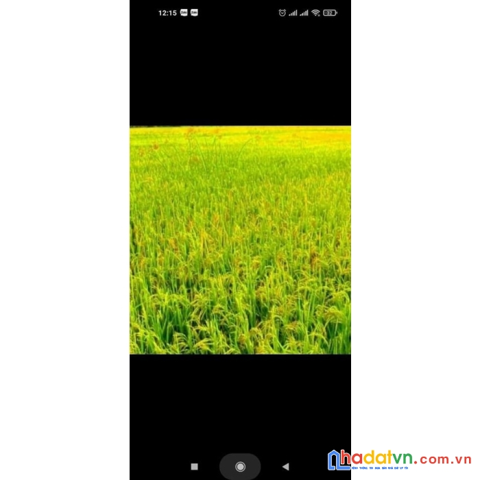 Gấp! gấp! cần bán 5 công đất ruộng kênh trung sơn, thoại sơn, an giang