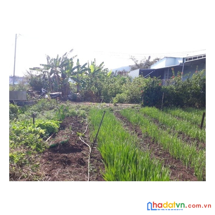 Sở hữu ngay lô đất  vị  trí đắc địa ngay sau cây xăng phi nôm, đức trọng, lâm đồng