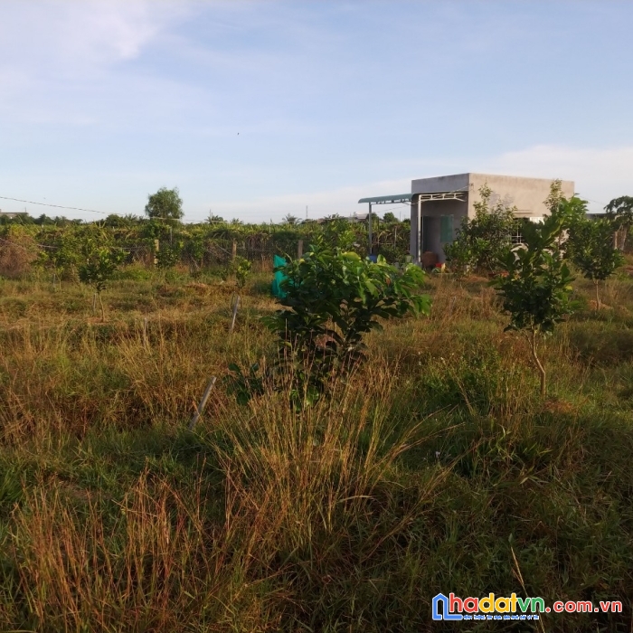 Bán vườn bưởi 1850m hàm hiệp,  xã hàm hiệp, huyện hàm thuận bắc, bình thuận