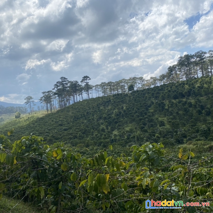 Cần bán lô đất cafe triền đẹp có hồ chứa nước và view rừng thông