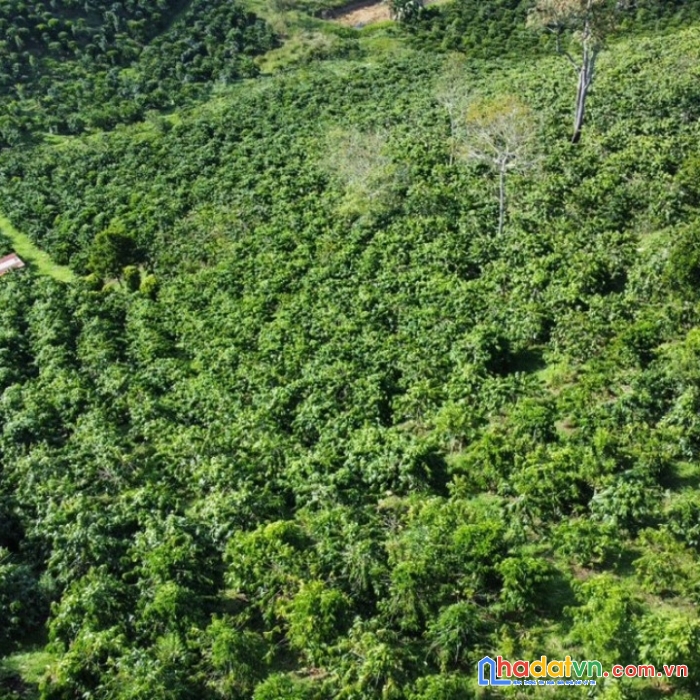 Kẹt ngân hàng bán lỗ lô đất cafe đang thu mạnh thôn păng sim, xã phi liêng, huyện đam rông, lâm