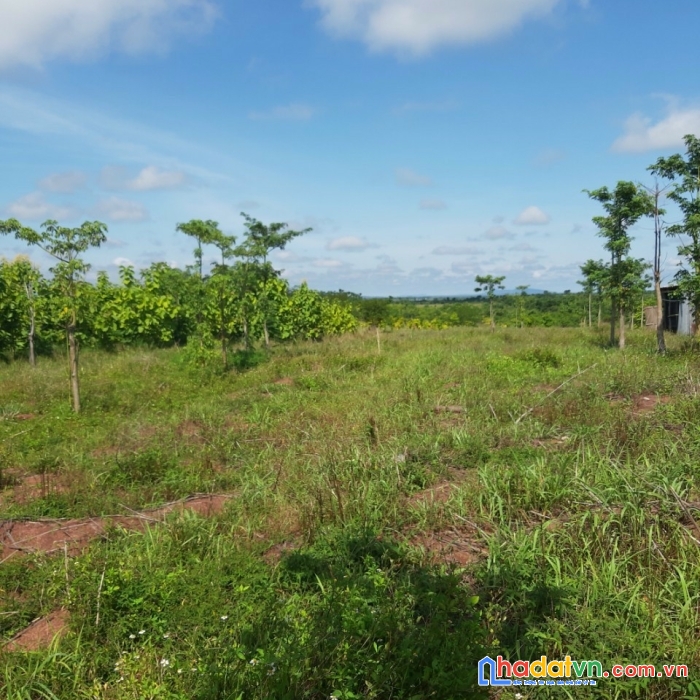 Sở hữu ngay lô đất đẹp tại xã hòa phong, huyện krong bông, đăk lăk