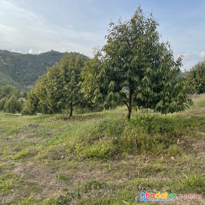 Sở hữu ngay lô đất đẹp vị trí đắc địa tại huyện đạ teh, lâm đồng