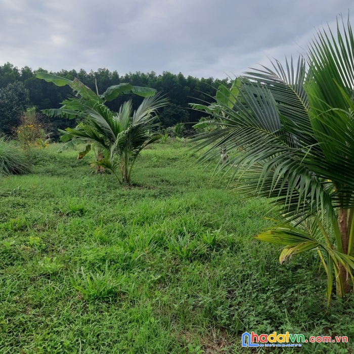 Sở hữu ngay lô đất đẹp tại xã khánh bình, huyện khánh vĩnh, khánh hòa