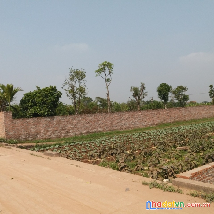 Chính chủ bán 600m2 đất 50 năm sổ đỏ chính chủ tại xã song phương, hoài đức, lh 0979123026