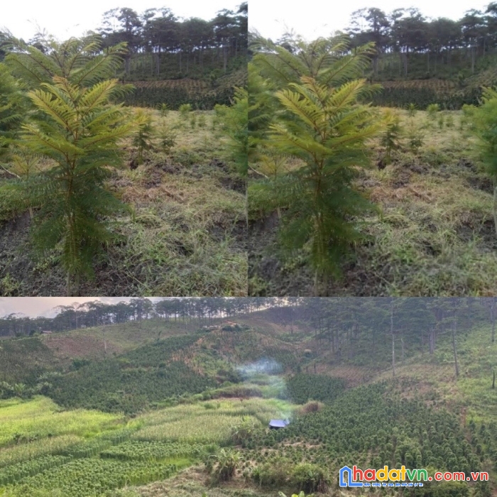 Chính chủ cần bán lô đất tại thành phố đà lạt