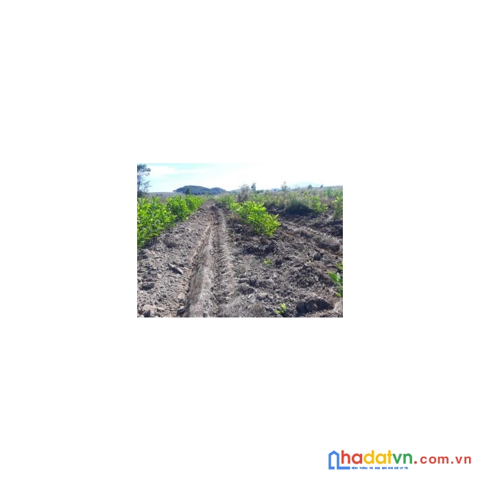 Cần bán lô đất mặt tiền vị trí đẹp tại tỉnh bình thuận