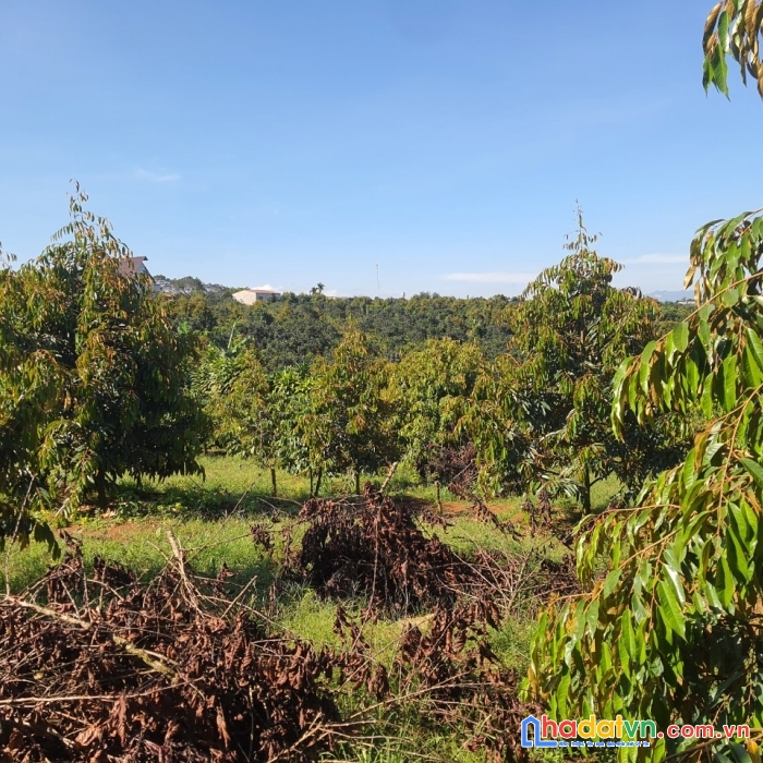 Sở hữu ngay lô đất đẹp vị trí đắc địa tại thôn 4, xã hoà trung, di linh, lâm đồng