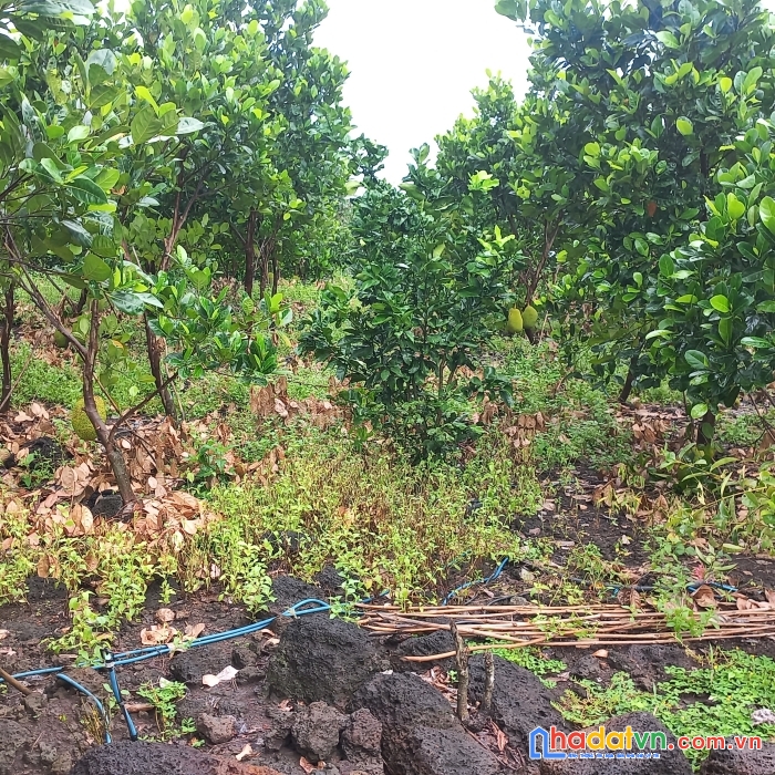 1270m đất vườn mít xã thanh sơn huyện định quán tỉnh đồng nai