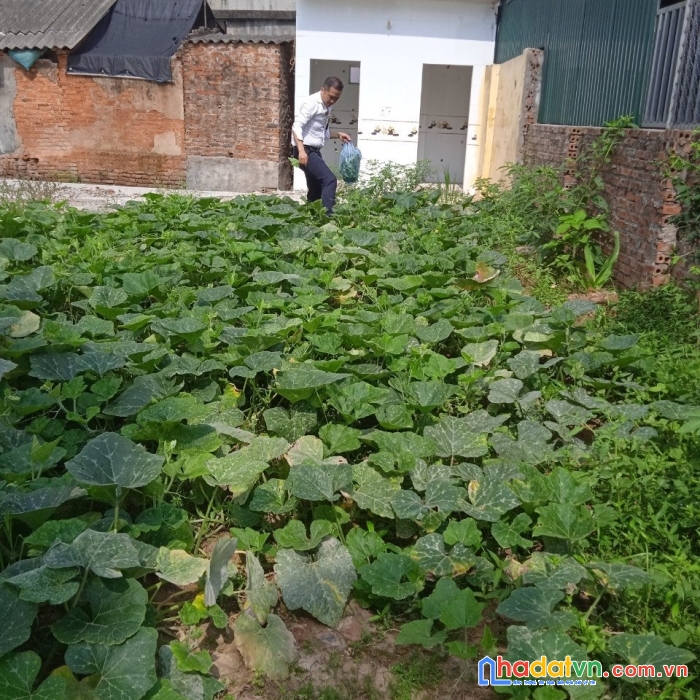 Cần tiền bán lô đất ở tân lãng, lương tài, bắc ninh, giá công khai 1,1 tỷ