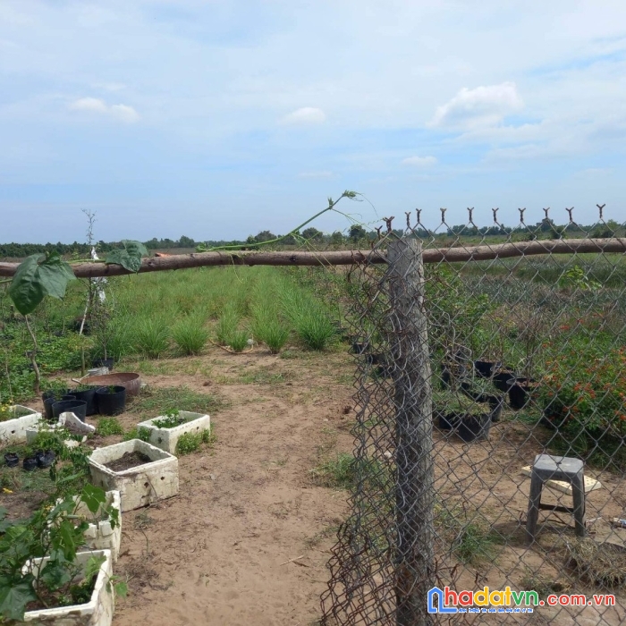 Chính chủ cần bán gấp lô đất tại ấp tân quới, xã hưng thạnh, tân phước - tiền giang