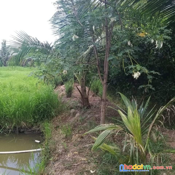 Chính chủ cần bán nhanh lô đất vị trí đắc địa tại ấp phú hữu đông, xã phú thịnh, huyện tam