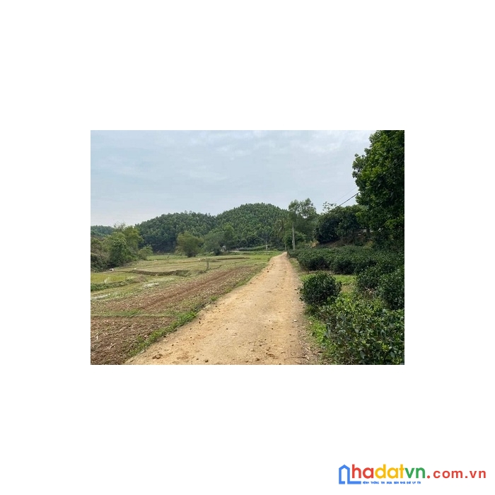 Hơn 500tr bạn đã sở hữu một lô đất 2370m² có 200m thổ cư, còn lại là cây lâu năm