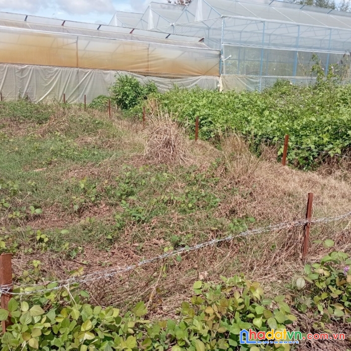 Chủ kẹt bán gấp đất giá rẻ 1.25 tỷ đường nguyên tử lực, đà lạt