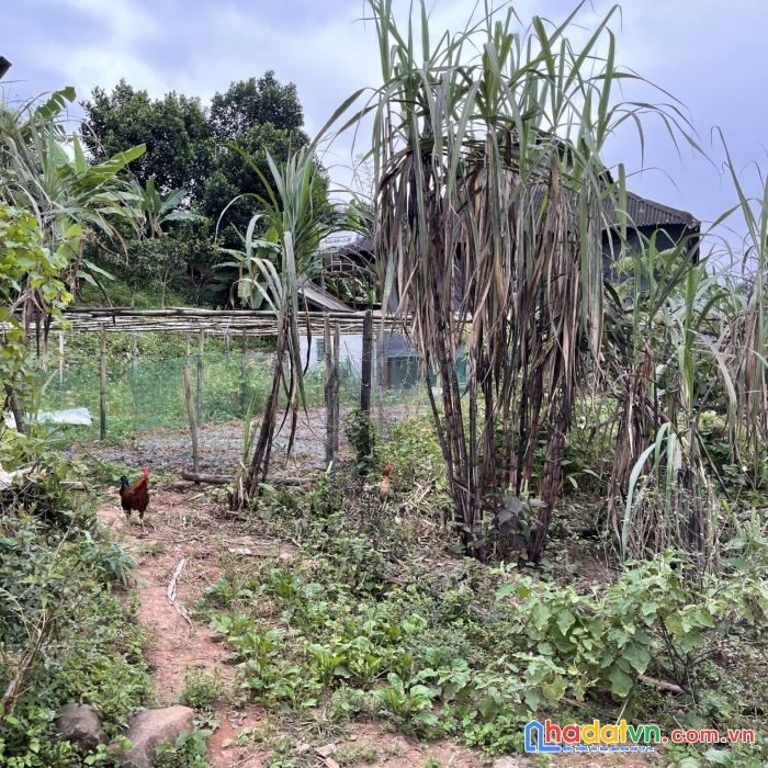 Cắt lỗ bán mảnh đất hơn 649m2 tại mộc châu