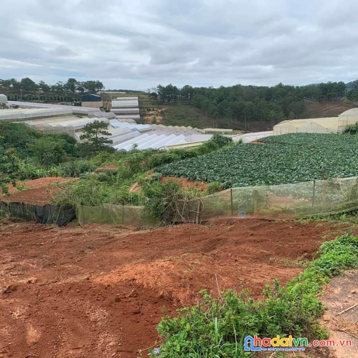 Bán gấp đất biệt thự gần khu mây lang thang tại măng ling, đà lạt giá 5.5 tỷ