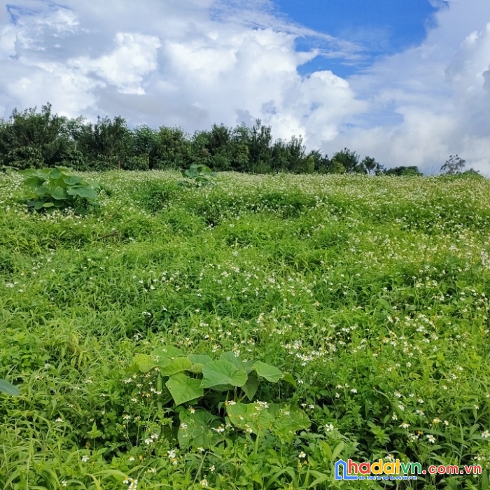 Cần bán lô đất thổ cư tân hà - lâm hà, hơn 1000m2 giá chỉ 1 tr/m2