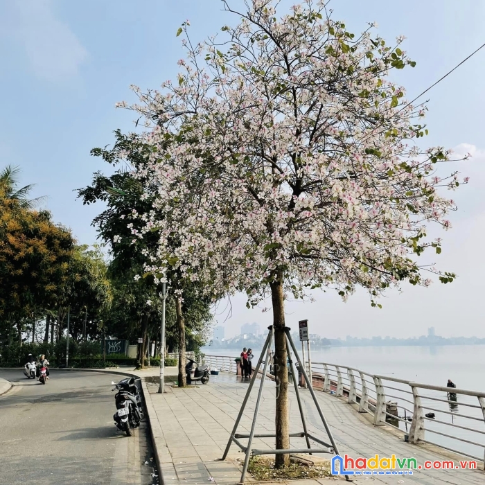 Toà nhà võng thị 35m-7 tầng-thang máy-vài bước ra hồ tây-ngõ thông-kinh doanh online