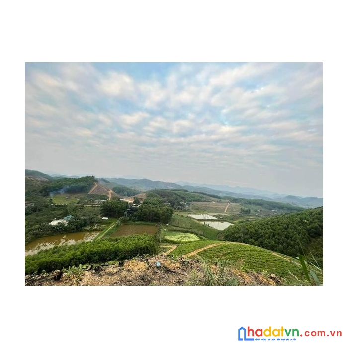 Cần bán 55ha đất rừng sản xuất liền thổ tại hàm yên- tuyên quang