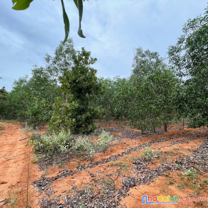 Chính chủ cần bán lô đất vị trí đắc địa tại xã hòa thắng huyện bắc bình, bình thuận