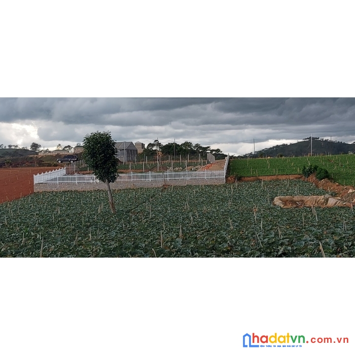 (ngộppp...) bán gấp đất biệt thự mặt tiền đường nguyễn hoàng, đà lạt 643m2 giá 11.5 tỷ