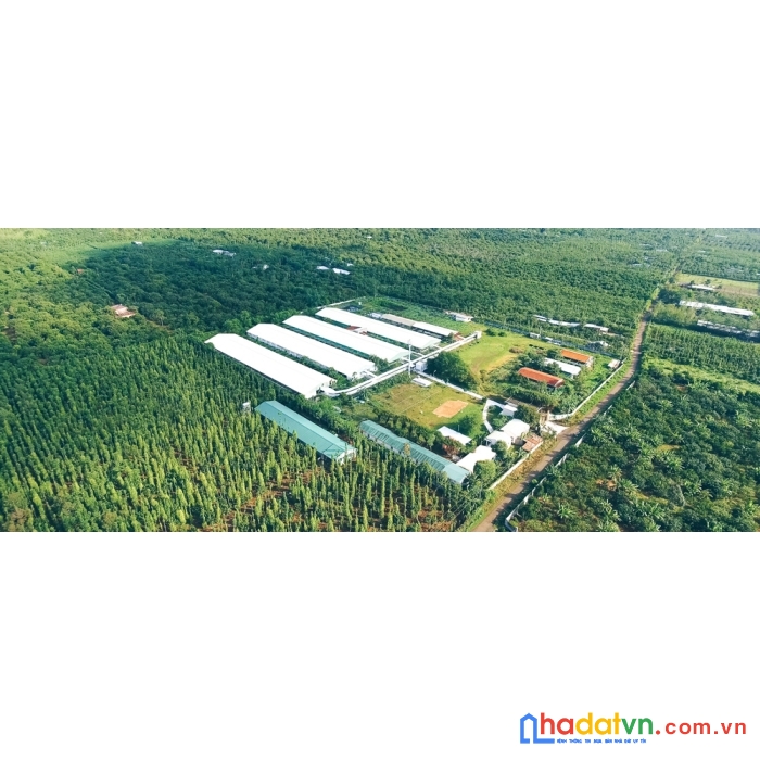 Bán trang trại chăn nuôi tại xã hàm cường,hàm thuận nam,bình thuận đang thu nhập 430 triệu/tháng