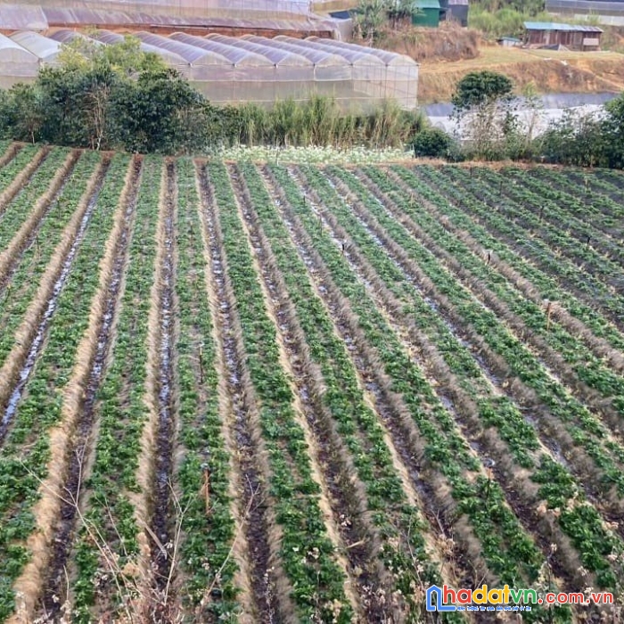 Bán 9 sào đất nông nghiệp ở lộc qúy, xuân thọ, đà lạt, giá bán 47,7 tỷ