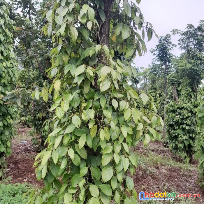 Chính chủ cần bán đất tại thôn 4, đăk rmăng, đăk glong, đăk nông