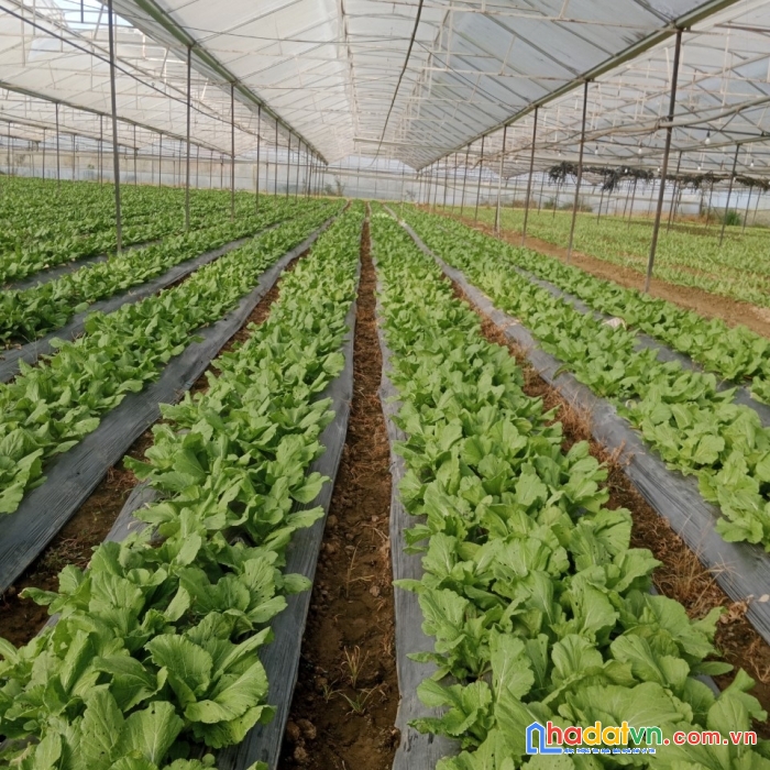 Bán hoặc cho thuê 21 sào vườn ở xã tu tra, huyện đơn dương lâm đồng, giá bán 20 tỷ
