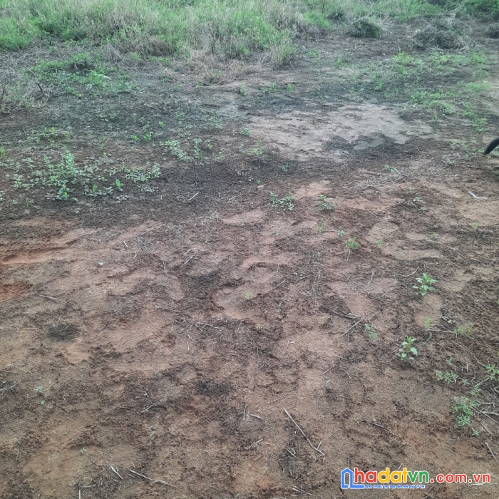 Sở hữu ngay lô đất kp3 đẹp vị trí tại đường trần thị thơm - phường 9