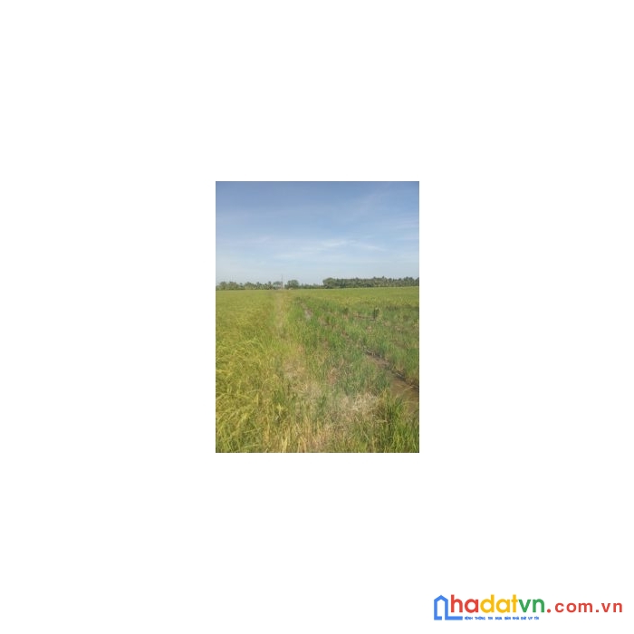 Chính chủ cần bán 2 công đất vị trí đẹp tại tỉnh trà vinh