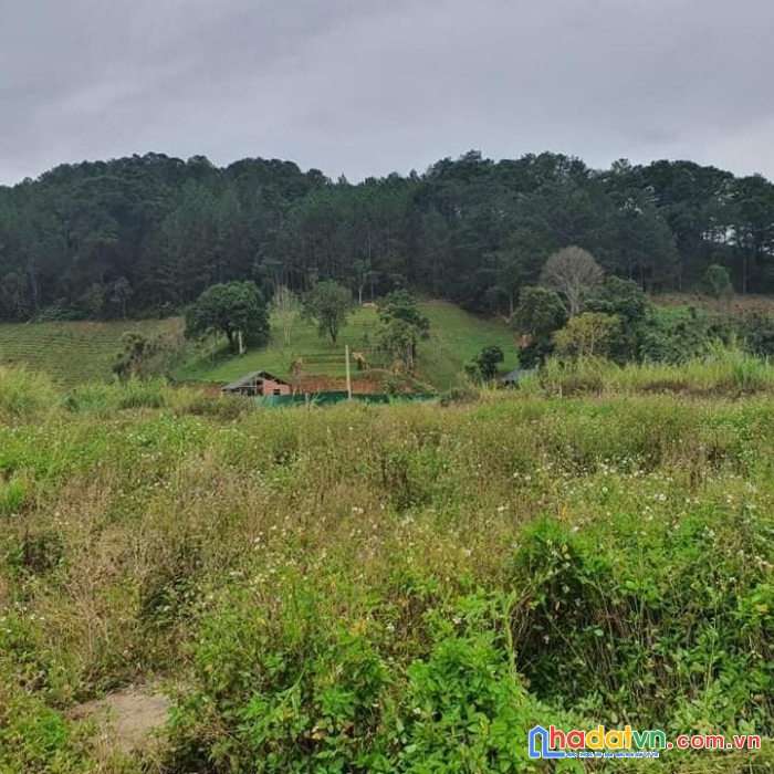 ( hot hot ) chỉ 2.3 tỷ - sở hữu ngay lô đất 500m2 đất sổ riêng đường mimoza, đà lạt