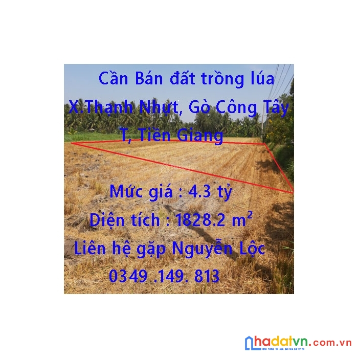 Cần bán đất trồng lúa - mặt tiền đường tỉnh dt12 xã thạnh nhựt, gò công tây, tiền giang