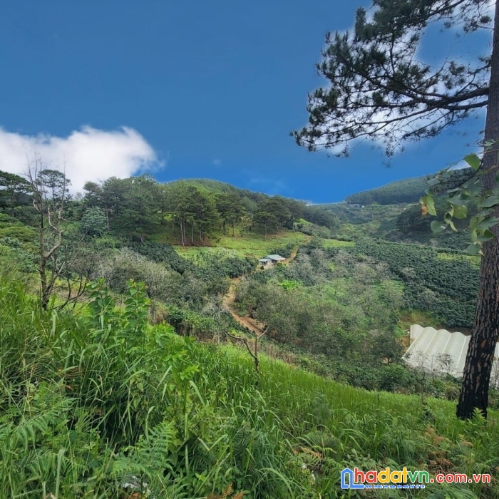( ngộp quá rồi ) chỉ 2.39 tỷ - sở hữu ngay 1000m2 đất view tuyệt đẹp tại đà lạt