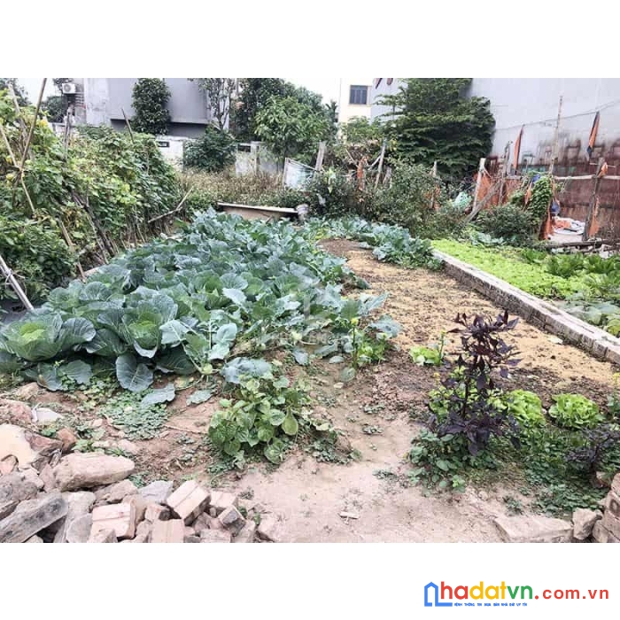 Bán đất trâu quỳ -51m2 ngõ ngô xuân quảng ,mtien 4,5m vuông đét. 0982852808