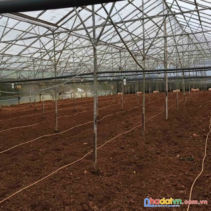 Chính chủ cần bán hai lô đất liền kề dt 1.800m2 ở phường 7 đà lạt, giá bán 54 tỷ