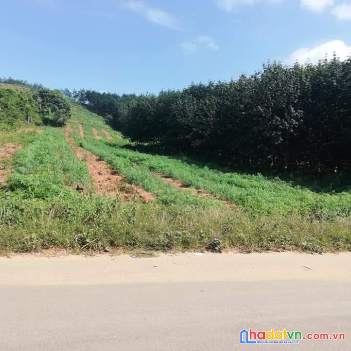 Bán 1,5ha đất rẫy mặt tiền đường nhựa tại xã đắk ngọk, đăk hà, kon tum