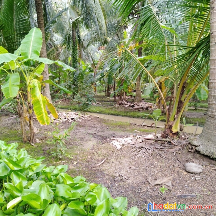 Sở hữu ngay lô đất vị trí đẹp tại 255, ấp hòa trung, xã sơn hòa, châu thành, bến tre