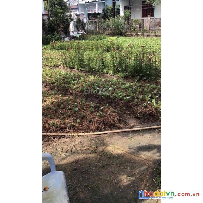 Chính chủ cần bán gấp lô đất vị trí đắc địa tại mỹ hưng 1 - cát hưng - phù cát - bình định