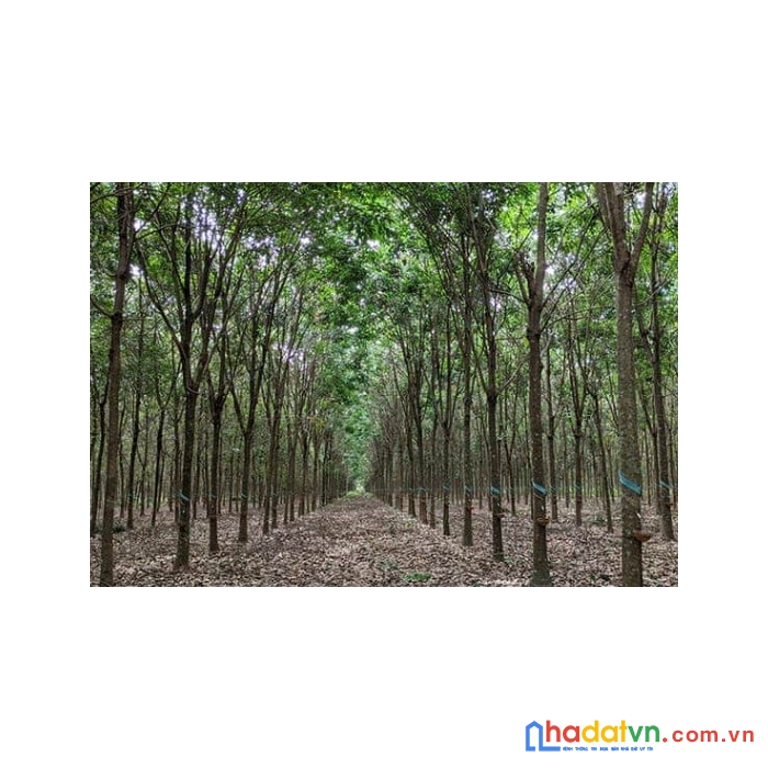 Bán đất rừng trồng cây cao su 10 năm tuổi tại huyện hiệp đức