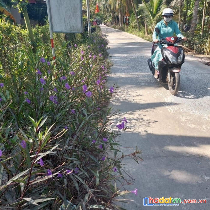 Cần bán lô đất tại ấp 3, lộ lương hòa giữa, xã lương hòa, giồng trôm, bến tre