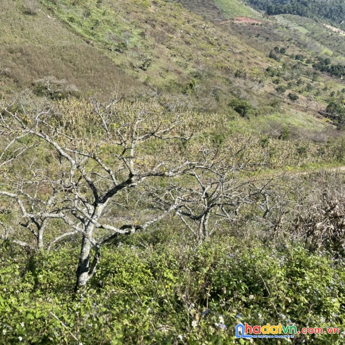 Đất nền mộc châu giá cắt lỗ, có sẵn gốc mận, diện tích rộng