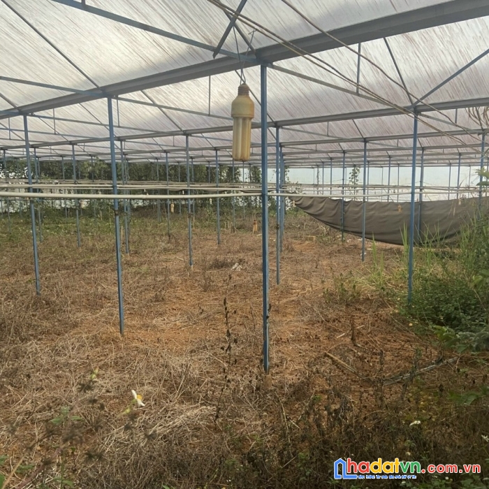 Cần cho thuê gấp 5000m2 thích hợp kinh doanh cà phê săn mây check in tại mimoza, đà lạt