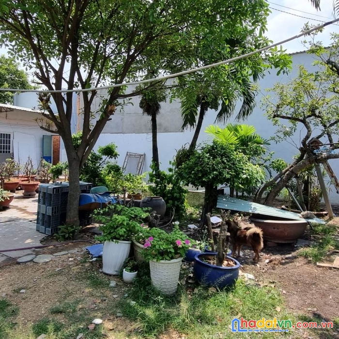 Bán đất hóc môn, hxh đường đặng thúc vịnh, 240m2 nở hậu, ngang 12m, chỉ 9 tỷ 5