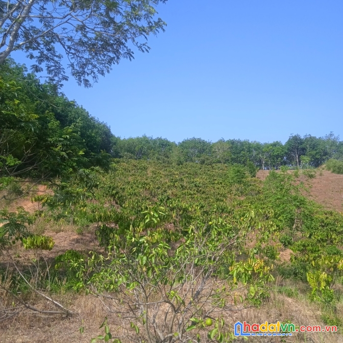 Sở hữu ngay lô đất vị trí đắc địa tại xã quảng khê đắk glong, đăk nông