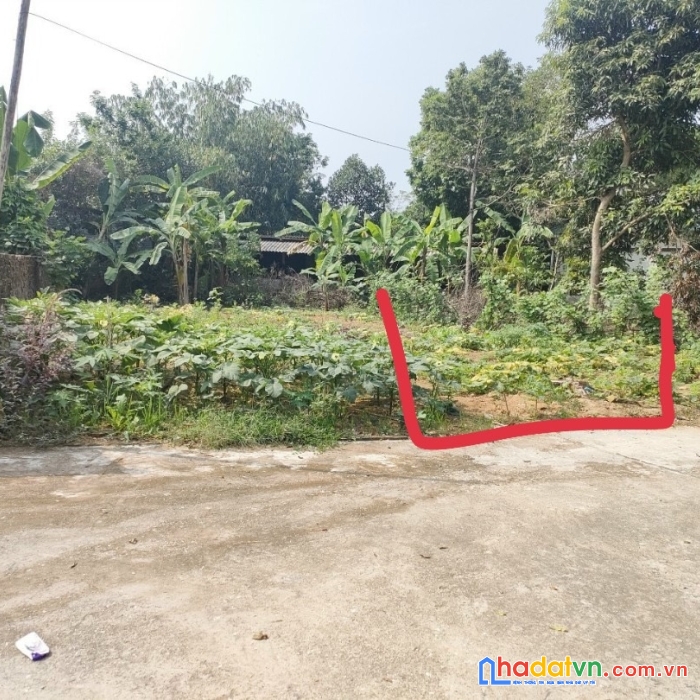 Chính chủ bán nhanh lô đất tại hướng đạo - tam dương - vĩnh phúc