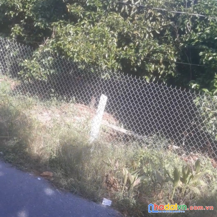 Chính chủ cần bán đất vườn có 53 cây măng cụt 30 năm tuổi đang cho trái