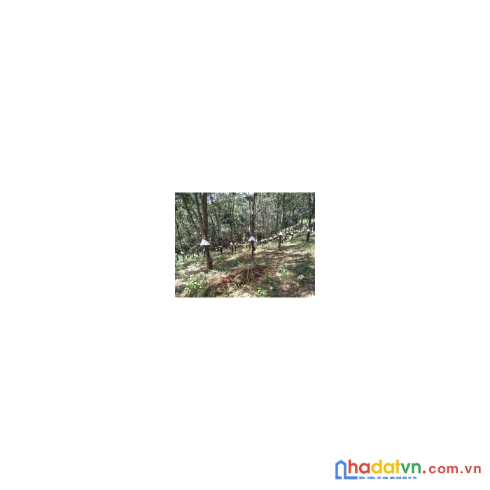 Bán 8 héc cao su đang thu hoạch năm thứ 6  xã ngọk wang, đăk hà, kon tum