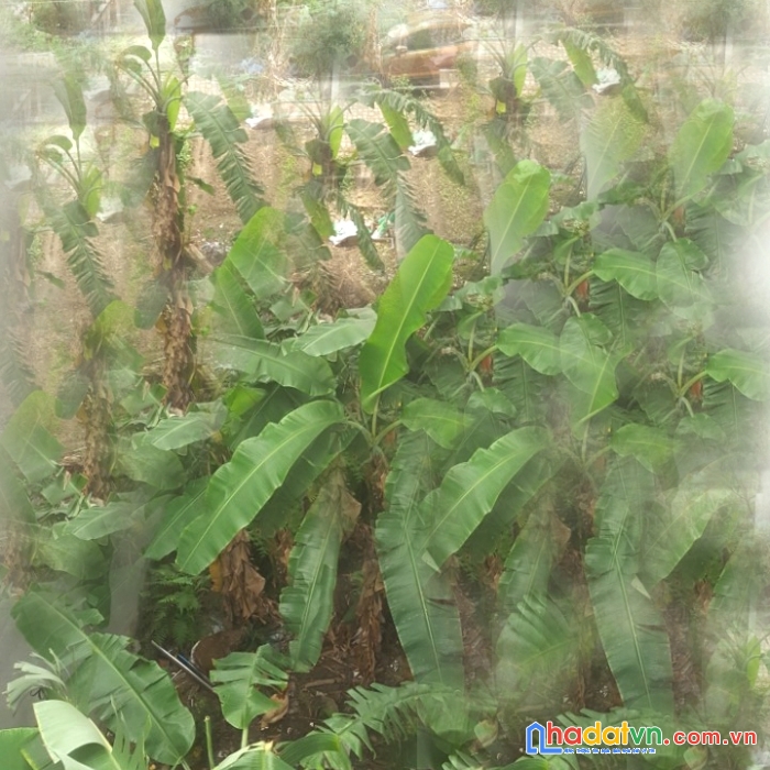 Bán nhanh bán gấp khu võ cường 63m², chỉ hơn tỷ
